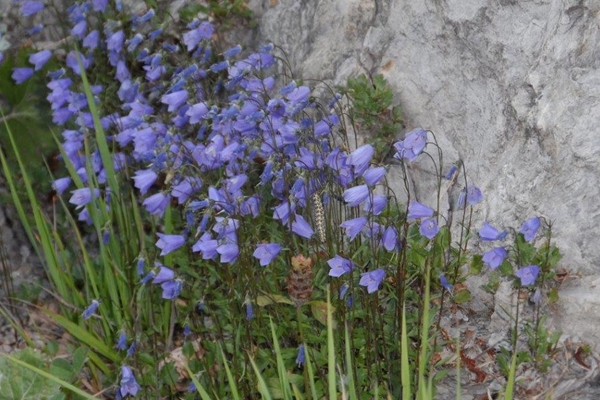 Cucullia campanulae